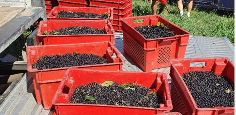 Aronija – berba 2025.